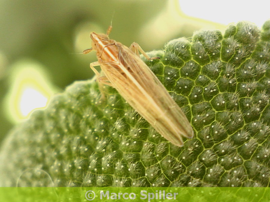 Cicadellidae: Stenocranus sp.